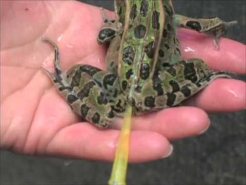 Warts From Frog Urine