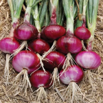 Onion
